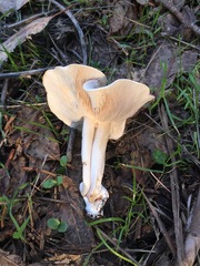 Clitocybe salmonilamella