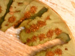 Polypodium saximontanum