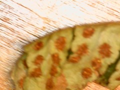 Polypodium saximontanum