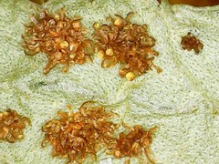 Polypodium saximontanum