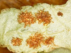 Polypodium saximontanum