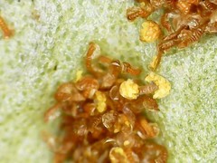 Polypodium saximontanum