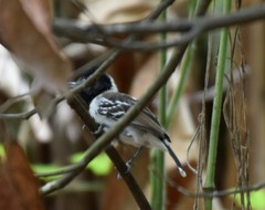 Thamnophilus bernardi