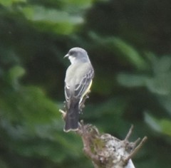 Tyrannus niveigularis