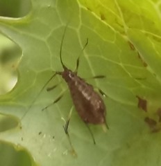 Uroleucon sonchi