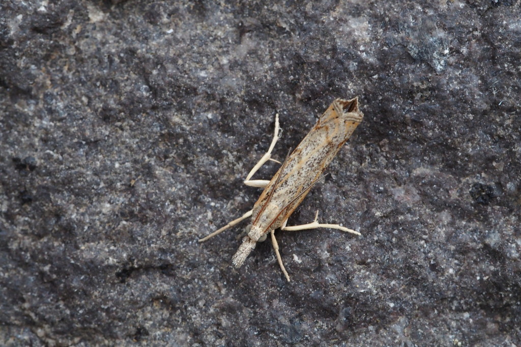 Neopediasia