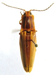 Semiotus ligneus