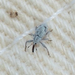 Anthonomus jacobinus