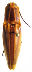 Semiotus ligneus