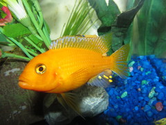 Cichlid photo 2