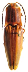Semiotus ligneus