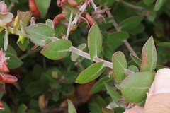 Arctostaphylos cruzensis