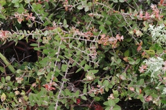 Arctostaphylos cruzensis