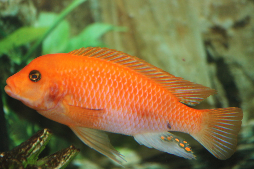 Mbuna rouge zébré (Metriaclima estherae)