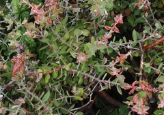 Arctostaphylos cruzensis