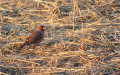 Serinus canaria domesticus
