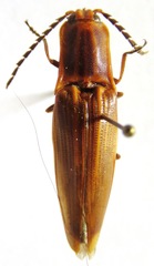 Semiotus ligneus
