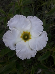 Mandevilla petraea