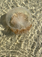 Rhopilema verrilli