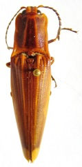 Semiotus ligneus