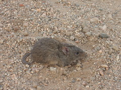 Abrothrix olivacea