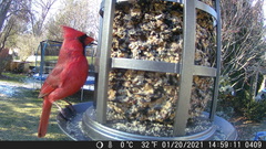 Cardinalis cardinalis cardinalis