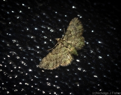 Chloroclystis mniochroa