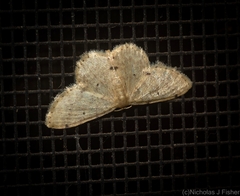 Idaea pilosata