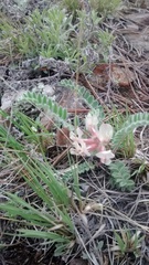 Astragalus parryi