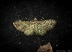 Chloroclystis mniochroa