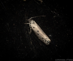 Ethmia heptasema