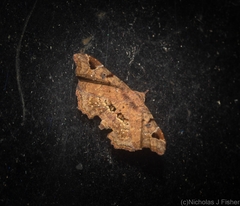 Esthlodora variabilis