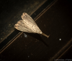 Trigonistis demonias