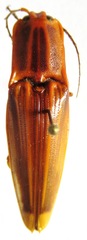 Semiotus ligneus