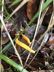 Clavulinopsis amoena