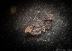 Esthlodora variabilis