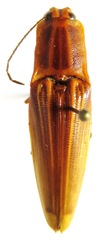 Semiotus ligneus