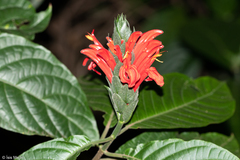 Acanthaceae