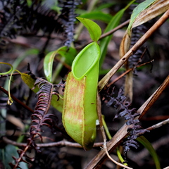 Nepenthes tentaculata