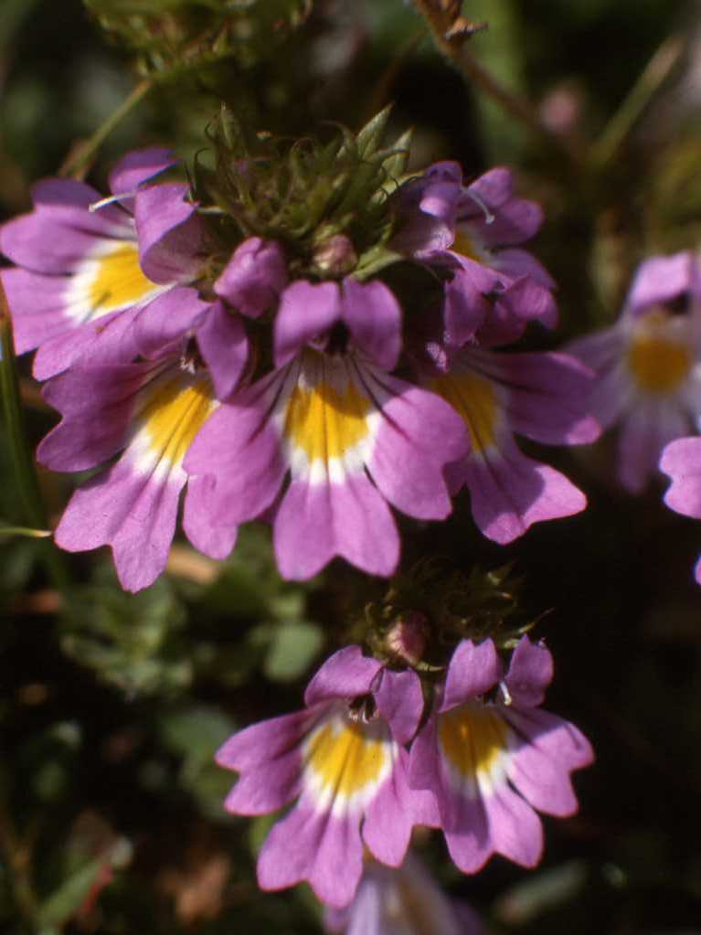 Alpine Eyebright