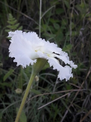 Mandevilla petraea