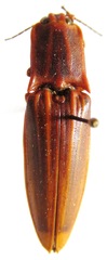 Semiotus ligneus image