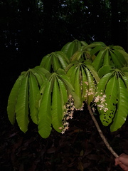 Sterculia allenii