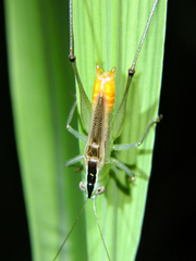 Conocephalus ictus
