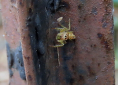 Opisthoncus parcedentatus