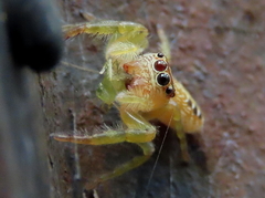 Opisthoncus parcedentatus