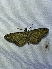 Glenoides texanaria image