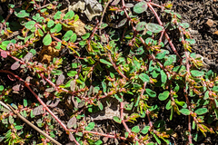 Euphorbia maculata