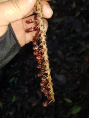 Sarcopera sessiliflora