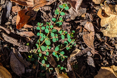 Euphorbia serpens
